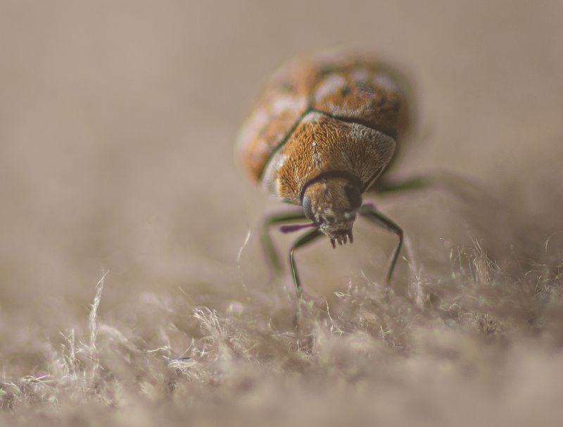 Bug Extermination Service in Frisco, TX
