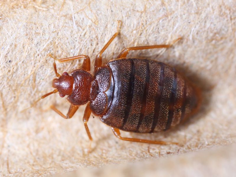 Early Signs Of A Bed Bug Infestation You Shouldn’t Ignore