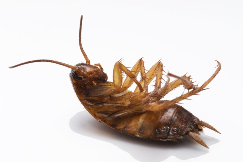 Moth Extermination in Katy, TX