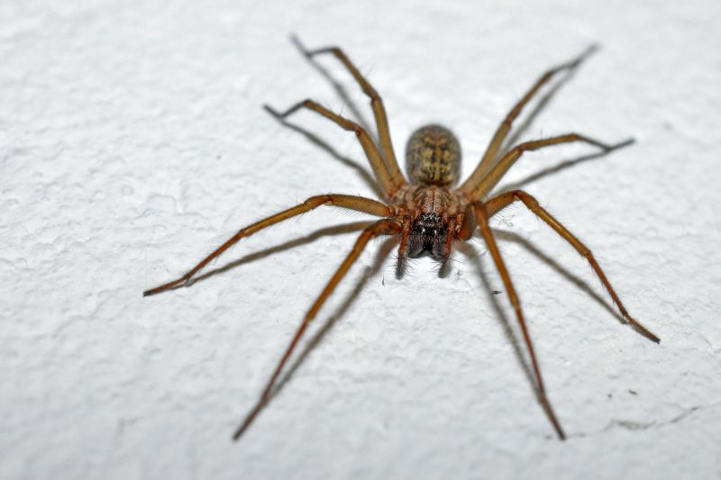 Trapdoor Spider Removal in Rockwall, TX